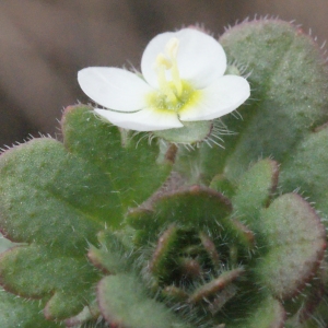 Photographie n°288692 du taxon Veronica cymbalaria Bodard [1798]