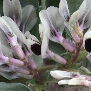 Photographie n°288706 du taxon Vicia faba L.