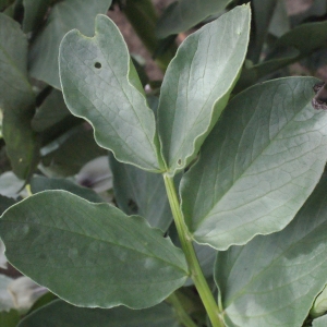 Photographie n°288710 du taxon Vicia faba L.