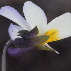 Photographie n°288742 du taxon Viola arvensis Murray [1770]
