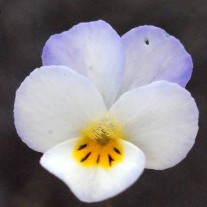 Photographie n°288745 du taxon Viola arvensis Murray [1770]