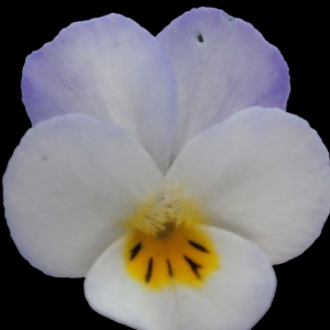 Photographie n°288746 du taxon Viola arvensis Murray [1770]