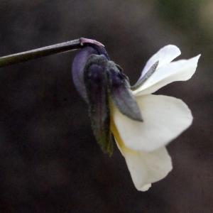 Photographie n°288752 du taxon Viola arvensis Murray [1770]