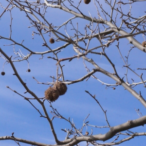 Photographie n°288768 du taxon Platanus x hispanica Mill. ex Münchh. [1770]