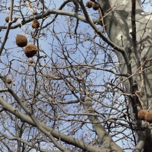 Photographie n°288769 du taxon Platanus x hispanica Mill. ex Münchh. [1770]