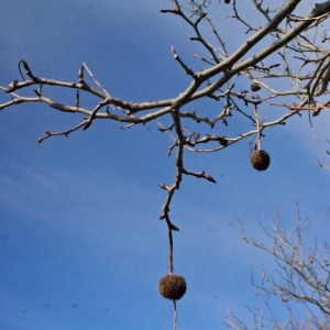 Photographie n°288770 du taxon Platanus x hispanica Mill. ex Münchh. [1770]