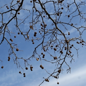 Photographie n°288777 du taxon Platanus x hispanica Mill. ex Münchh. [1770]