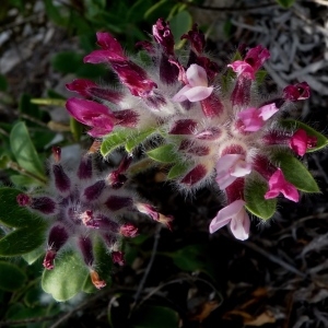 Photographie n°288787 du taxon Anthyllis vulneraria L. [1753]