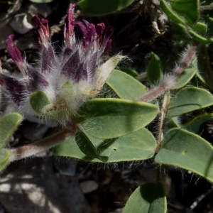 Photographie n°288788 du taxon Anthyllis vulneraria L. [1753]