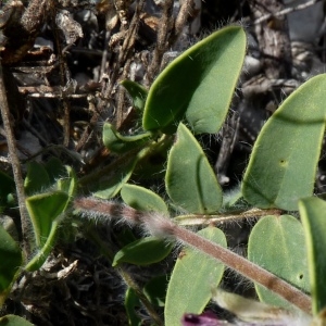 Photographie n°288789 du taxon Anthyllis vulneraria L. [1753]