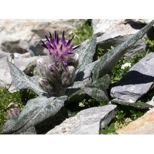 Saussurea alpina subsp. depressa (Gren.) Gremli (Saussurée basse)