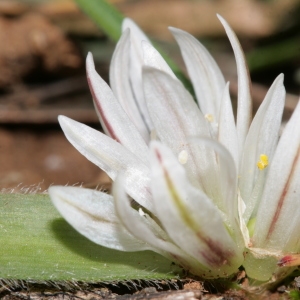  - Allium chamaemoly L. [1753]