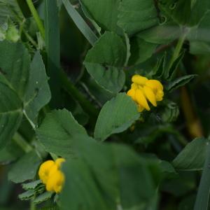 Photographie n°288887 du taxon Medicago arabica (L.) Huds.