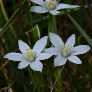 Photographie n°288889 du taxon Ornithogalum divergens Boreau [1857]