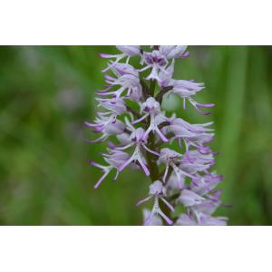 Orchis ×beyrichii A.Kern. (Orchis)