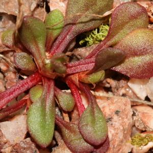 Photographie n°288914 du taxon Rumex bucephalophorus subsp. gallicus (Steinh.) Rech.f. [1939]