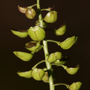  - Teesdalia coronopifolia (J.P.Bergeret) Thell. [1912]