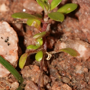 Photographie n°288926 du taxon Polycarpon tetraphyllum subsp. tetraphyllum