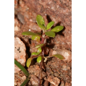 Polycarpon tetraphyllum (L.) L. subsp. tetraphyllum (Polycarpe à quatre feuilles)