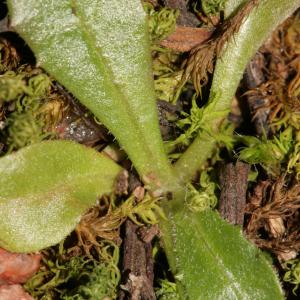 Photographie n°288936 du taxon Tolpis umbellata Bertol. [1803]