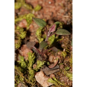 Thymus vulgaris L. subsp. vulgaris (Farigoule)