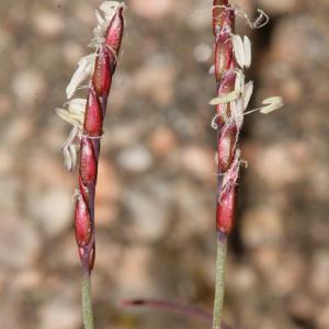 Photographie n°288956 du taxon Mibora minima (L.) Desv.