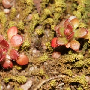 Photographie n°288962 du taxon Saxifraga tridactylites L. [1753]