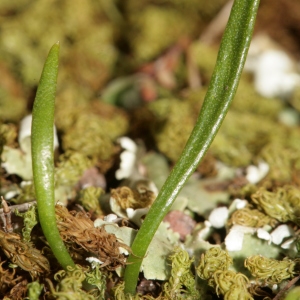 Photographie n°288964 du taxon Ophioglossum lusitanicum L. [1753]