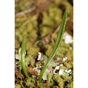 Ophioglossum lusitanicum var. latifolium Rouy (Ophioglosse du Portugal)