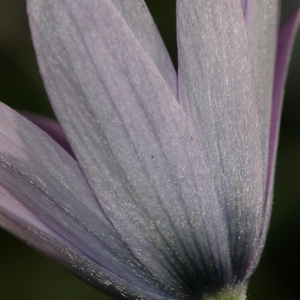 Photographie n°288968 du taxon Anemone hortensis subsp. hortensis