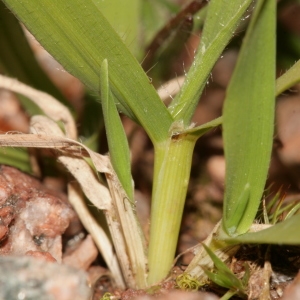 Photographie n°288971 du taxon Brachypodium distachyon var. multiflorum Willk. [1861]