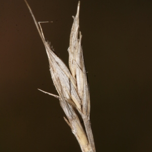 Photographie n°288972 du taxon Brachypodium distachyon var. multiflorum Willk. [1861]