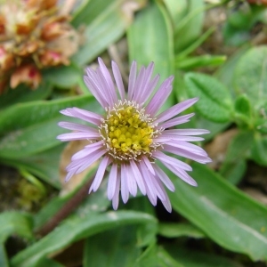 Photographie n°289038 du taxon Erigeron alpinus L. [1753]