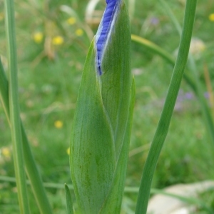 Photographie n°289043 du taxon Iris latifolia (Mill.) Voss [1895]