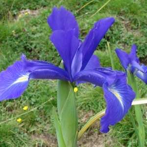 Photographie n°289044 du taxon Iris latifolia (Mill.) Voss [1895]