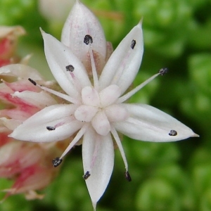  - Sedum anglicum Huds. [1778]