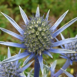  - Eryngium bourgatii Gouan [1773]