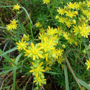 Photographie n°289122 du taxon Saxifraga aizoides L. [1753]