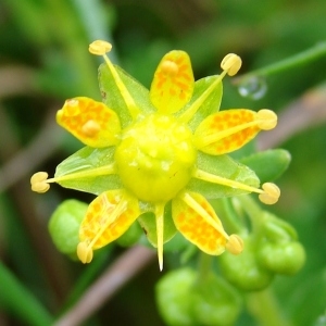 Photographie n°289124 du taxon Saxifraga aizoides L. [1753]