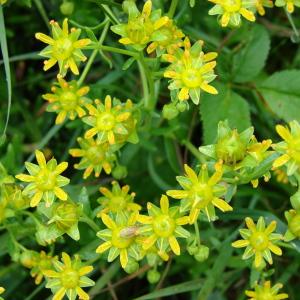 Photographie n°289127 du taxon Saxifraga aizoides L. [1753]