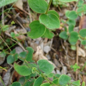 Photographie n°289135 du taxon Hypericum nummularium L. [1753]