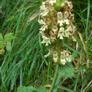 Photographie n°289139 du taxon Betonica alopecuros L. [1753]