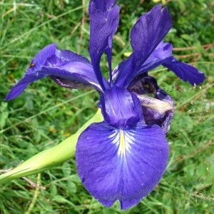  - Iris latifolia (Mill.) Voss [1895]