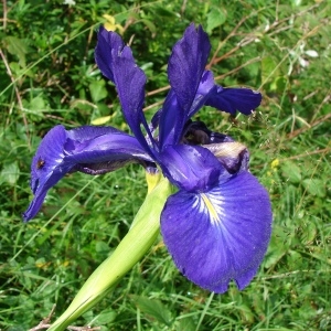 Photographie n°289141 du taxon Iris latifolia (Mill.) Voss [1895]