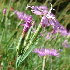 Photographie n°289151 du taxon Dianthus hyssopifolius L.