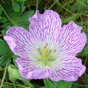 Photographie n°289170 du taxon Geranium cinereum Cav. [1787]