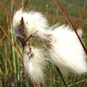 Photographie n°289214 du taxon Eriophorum angustifolium Honck. [1782]