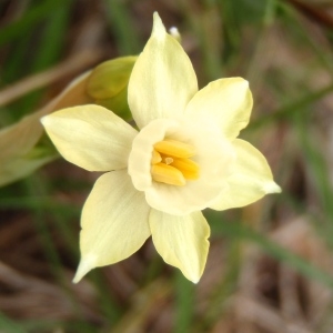  - Narcissus dubius Gouan [1773]