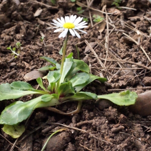 Photographie n°289235 du taxon Bellis perennis L. [1753]