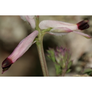 Fumaria capreolata L. subsp. capreolata (Fumeterre blanche)